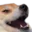 dogekek