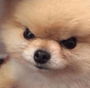 AngeryBoye Discord emoji