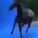 Cavalo