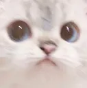 Cat 1 Cat_1 Discord Emoji