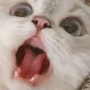 Cat 3 cat_3 Discord Emoji