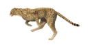 cheetah