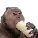 monke_eat
