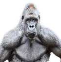 musclemonke musclemonke