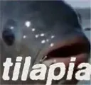 tilapia