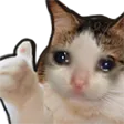 sadcatThumbsUp sadcatThumbsUp