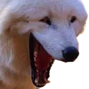 dog2