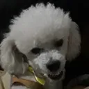 madmax