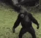 monke_boi