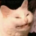 Cat Happy cat_happy Discord Emoji