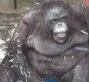monke_die monke_die