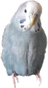 blu2