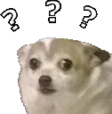 ConfusedDog
