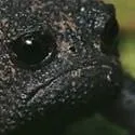 sadfrog