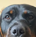 snoop
