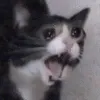screem