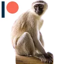 le_monkey