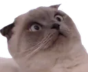 wtfcat
