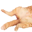 cat1