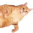 cat2