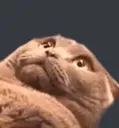Cat_shook