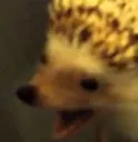 hedgehogscream
