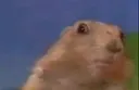 crazy_hamster