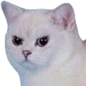 TZG_AngyCat Discord Emoji