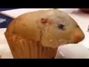 hamstermuffin