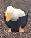 duckswing