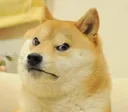 MadDoge