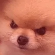 superangrydoggo superangrydoggo