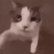 catkiss catkiss