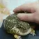 petfroge
