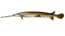 gar
