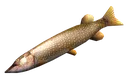 pike