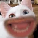 Teeth Teeth
