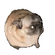 pugparty