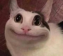 politecat