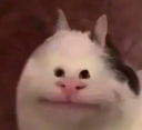 politecat3