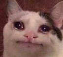 sadpolitecat