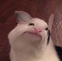politecat4