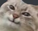 Cat Cat