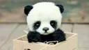 panda Discord Emoji