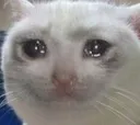 sadcat