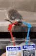 fishdrunk