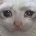 crycat