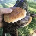 FM_frogbun