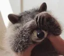 shyraccoon