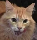 homerlick homerlick